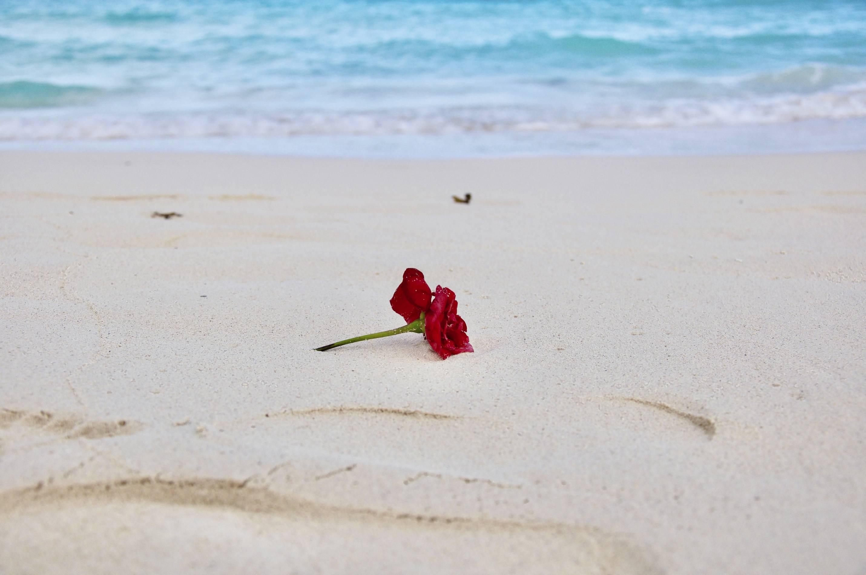 Rose on a beach.